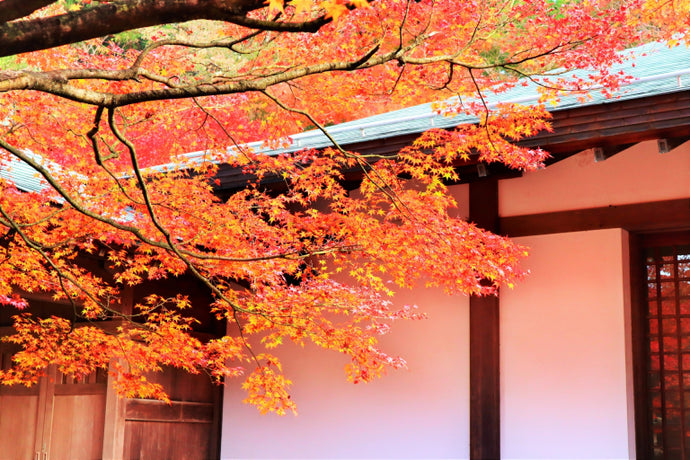 紅葉狩り