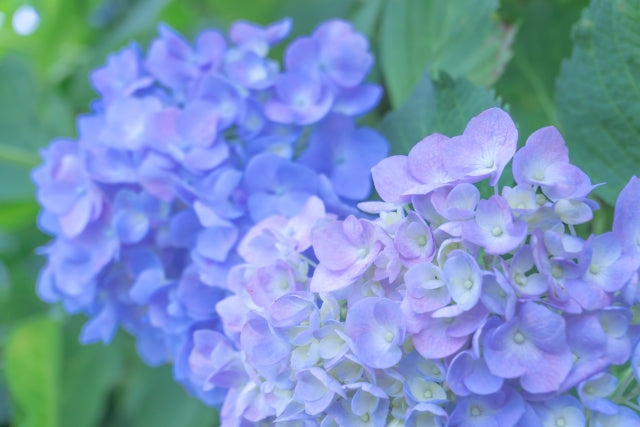 多事を成す花